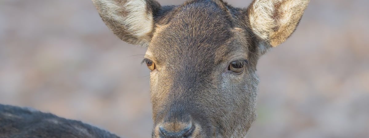 Страны Балтии запретили въезд основателю «Грузинской мечты» и чиновникам из МВД Грузии