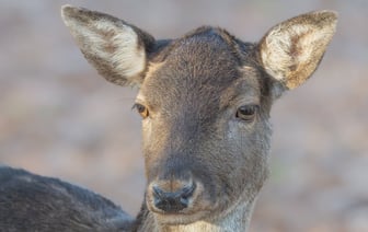 Страны Балтии запретили въезд основателю «Грузинской мечты» и чиновникам из МВД Грузии
