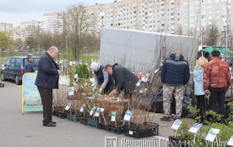Новые сорта голубики и необычная малина — что продают на весенней ярмарке в Гродно