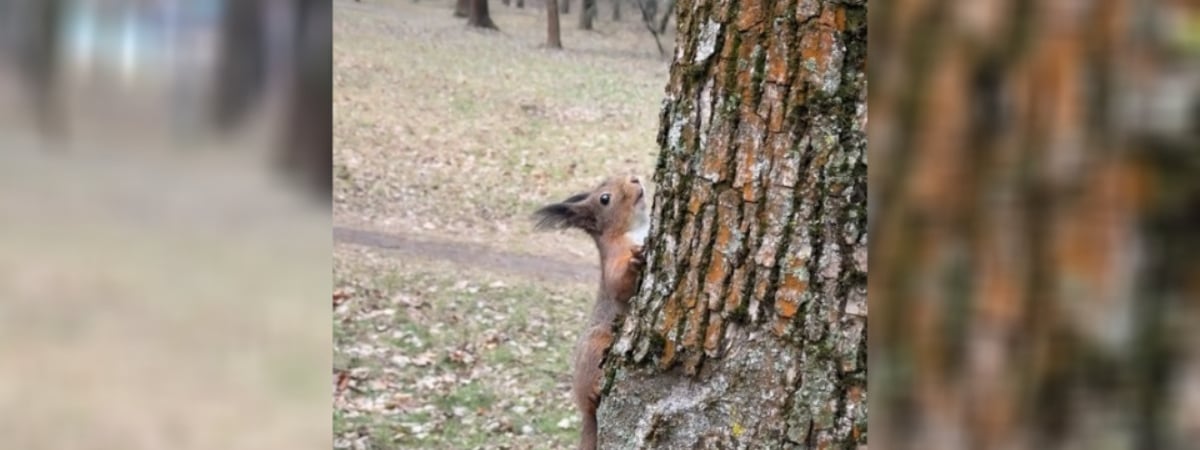 «Ждёт оплаты за съемку» — Минчанка показала «красивущую модель» из парка. Почему посоветовали «не смотреть ей в глаза так близко»? — Видео