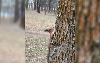 «Ждёт оплаты за съемку» — Минчанка показала «красивущую модель» из парка. Почему посоветовали «не смотреть ей в глаза так близко»? — Видео