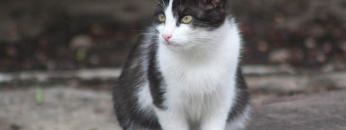 Зарубил топором соседскую кошку — в Гродненской области вынесли приговор мужчине за жесткое обращение с животным