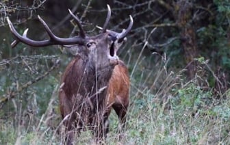 Белорус насобирал 20 килограмм рогов и получил штраф