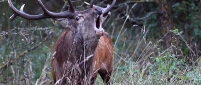 Белорус насобирал 20 килограмм рогов и получил штраф