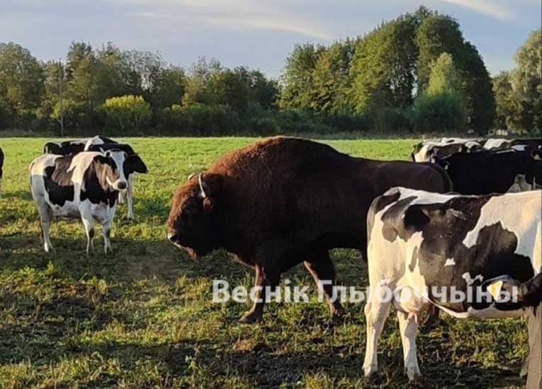 В Глубокском районе стаду пасущихся коров примкнул зубр. Фото газеты «Веснік Глыбоччыны»