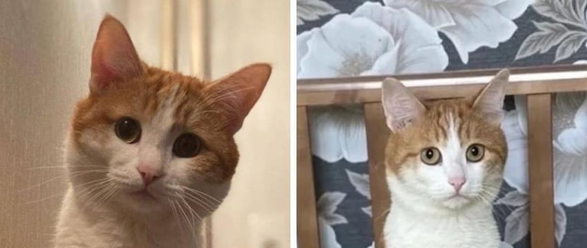 Высадившую кота Твикса проводницу РЖД отстранили от работы