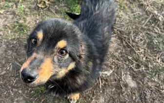 Помните пьяного белоруса, который отрезал уши собаке? Стало известно, какое наказание он получил