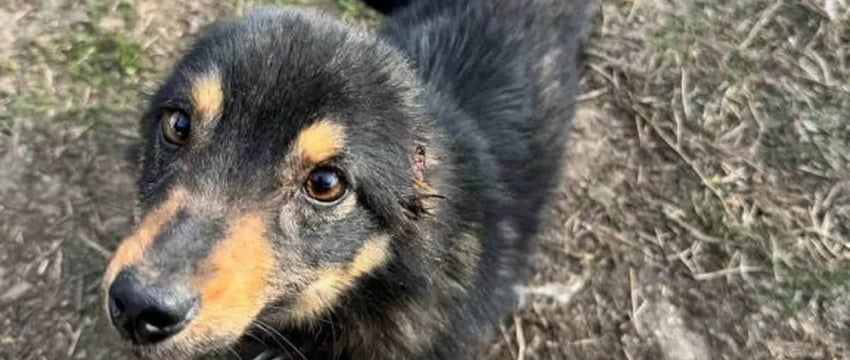 Помните пьяного белоруса, который отрезал уши собаке? Стало известно, какое наказание он получил