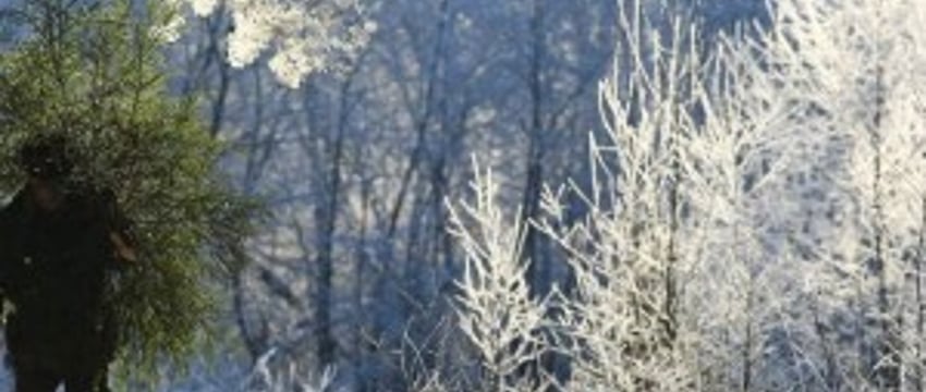 В Брестском ЖКХ сообщили, где оставлять старые ёлки и когда их будут вывозить