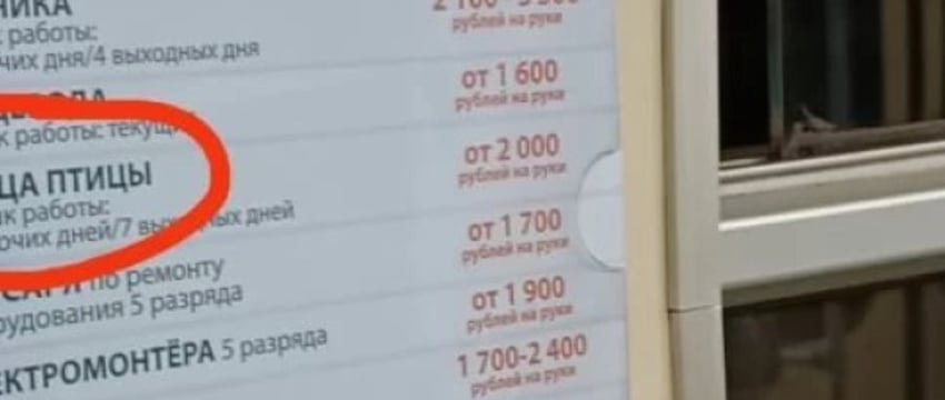 Ловец птиц. Нашли необычную вакансию с зарплатой от 2 тыс. рублей