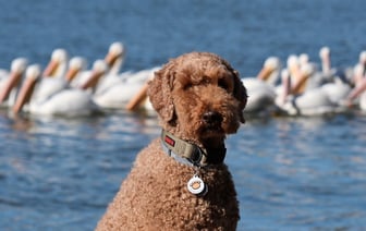 Сезон открыт! «Байдарочники Полотчины» зовут получить новые эмоции на зимних сплавах