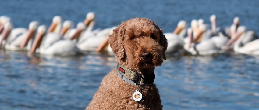 Сезон открыт! «Байдарочники Полотчины» зовут получить новые эмоции на зимних сплавах