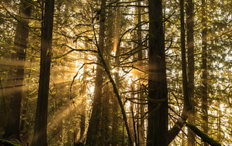 34-летняя женщина спрыгнула с мота в реку, её спасли