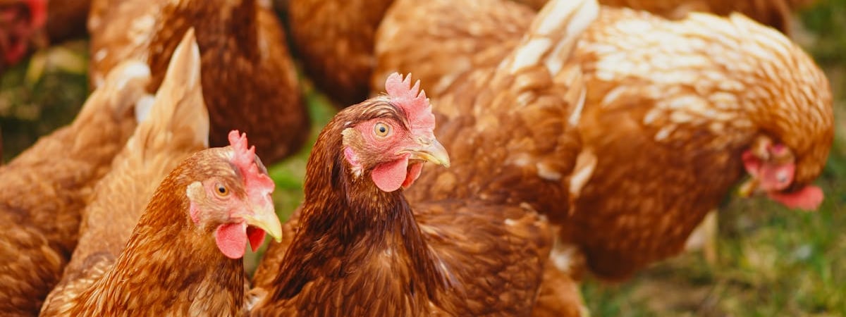 Для узбекских животноводов введут кешбэк с НДС