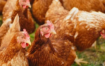 Для узбекских животноводов введут кешбэк с НДС