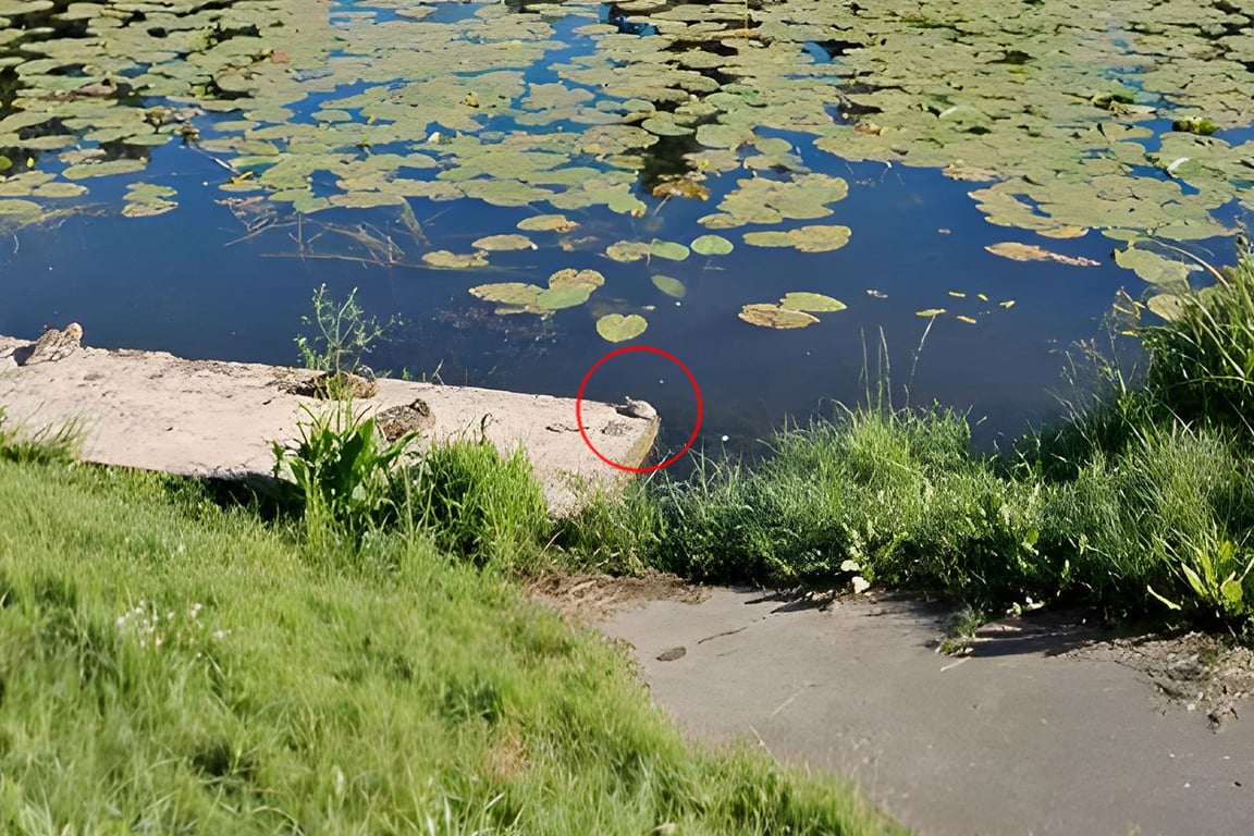 Черепахи добрались до Витьбы, их видели в центре Витебска. Courtesy photo