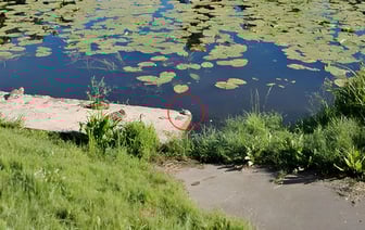 Черепахи добрались до Витьбы, их видели в центре Витебска