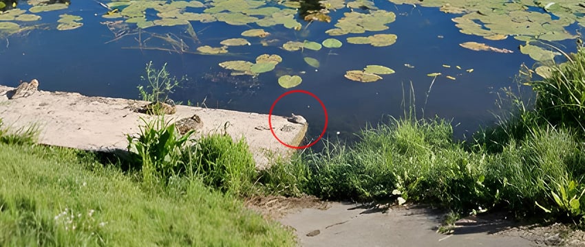 Черепахи добрались до Витьбы, их видели в центре Витебска