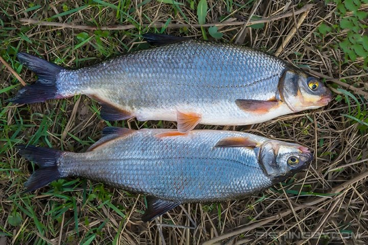 Фото из открытых источников (иллюстративное)