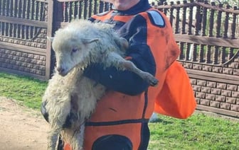 Жабинковские спасатели помогли ягненку, который оказался в реке