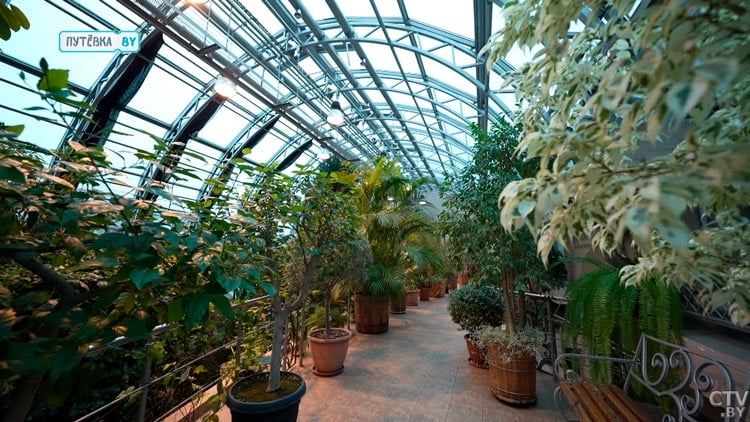 От тропиков до знойной пустыни. Вот какие самые необычные растения есть в Зимнем саду в Бресте
