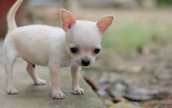 Суд вынес приговор женщине, выбросившей чихуахуа с 9-го этажа