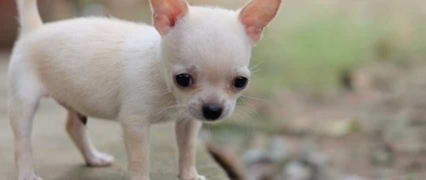 Суд вынес приговор женщине, выбросившей чихуахуа с 9-го этажа