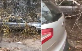 В Барановичах упавшее дерево повредило два автомобиля