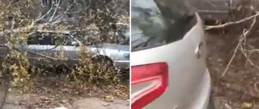 В Барановичах упавшее дерево повредило два автомобиля