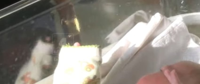 Рожденные в Рождество. Видеорепортаж из Бреста