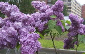 Штраф за повреждение сирени в Беларуси: нарушение или неизбежность?