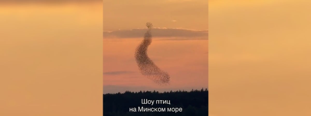 «Это не спецэффекты» — Белорус снял на видео «шоу птиц» над Минским морем. Что это было? — Видео