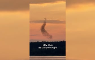 «Это не спецэффекты» — Белорус снял на видео «шоу птиц» над Минским морем. Что это было? — Видео
