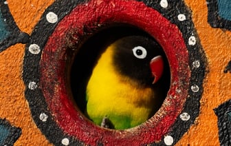 В приюте Нью-Йорка появился попугай, который ругается матом. Забрать птицу захотели 400 человек