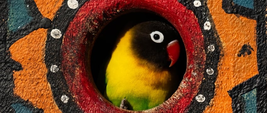 В приюте Нью-Йорка появился попугай, который ругается матом. Забрать птицу захотели 400 человек