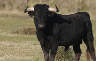 Атака быка в Могилевском районе: стажер пастуха в реанимации