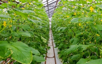 Строительство уникального тепличного комбината под Брестом