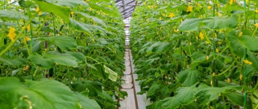 Строительство уникального тепличного комбината под Брестом