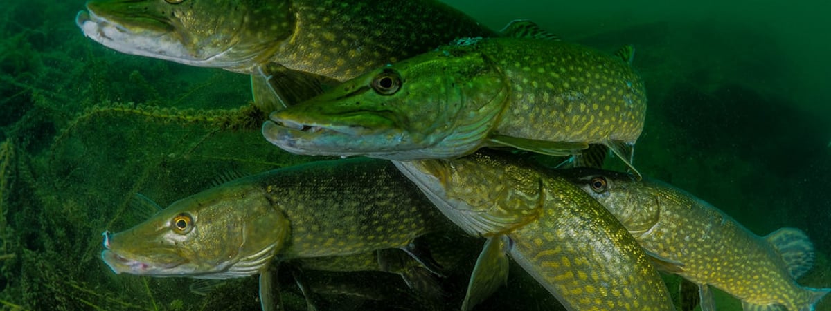 В Беларуси вводится запрет на ловлю щуки — как долго он продлится
