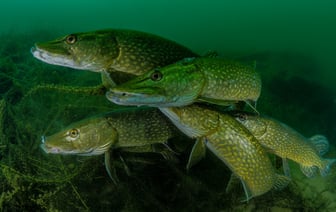 В Беларуси вводится запрет на ловлю щуки — как долго он продлится