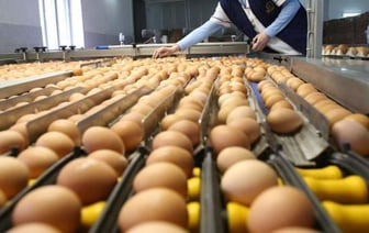 В России завели уголовные дела из-за высоких цен на яйца