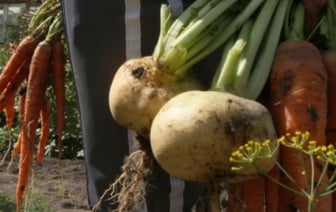 Продажа овощей и растений с огорода. Как избежать проблем с налоговыми органами