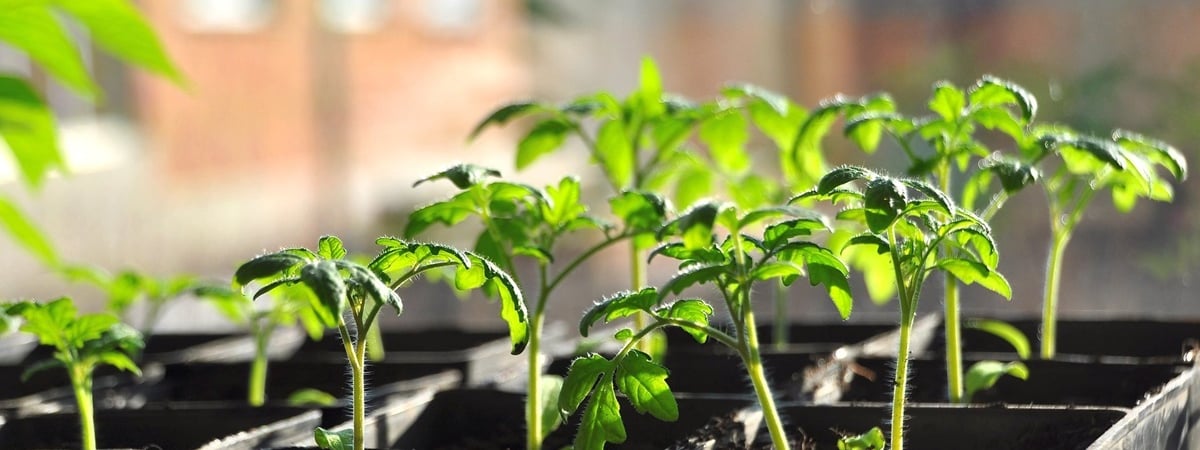 Когда белорусам сеять помидоры на рассаду в марте? Лучшие дни — Полезно