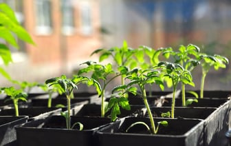 Когда белорусам сеять помидоры на рассаду в марте? Лучшие дни — Полезно