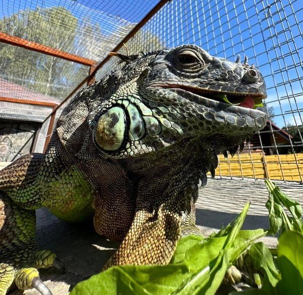 «А дома – дракон в миниатюре». Символ года живет в Барановичском районе