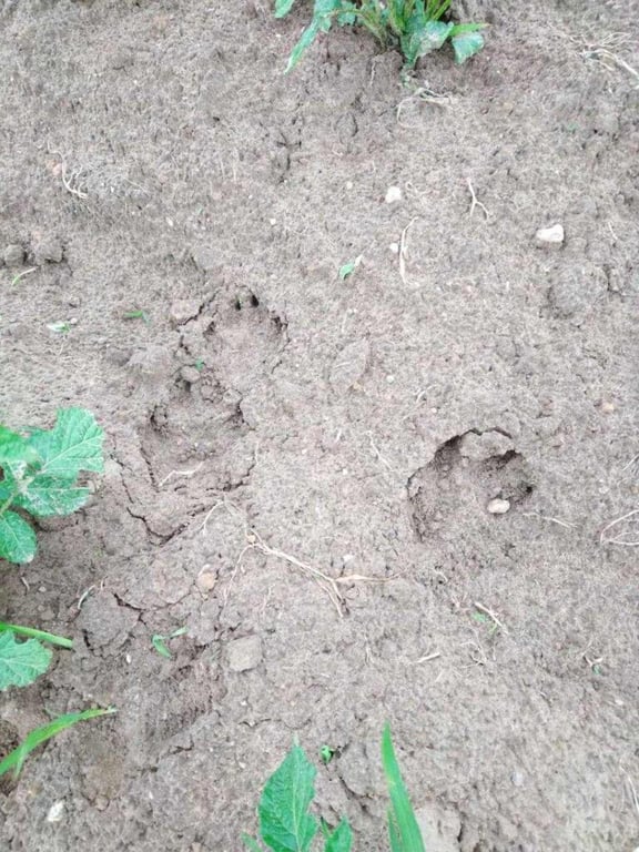 Бежали из леса втроем как ошпаренные. В Борисовском районе медведи начали выходить к людям