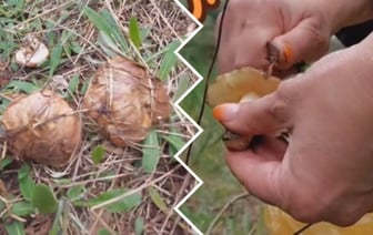 «Это мой рекорд!» — Белоруска поделилась видео с урожаем апрельских маслят. Пользователи не поверили — Видео