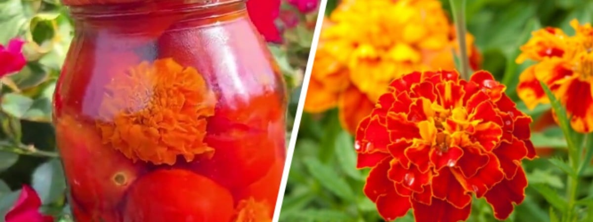 Зачем добавлять бархатцы при мариновании помидоров? Эта закатка на зиму стала хитом в TikTok — Полезно