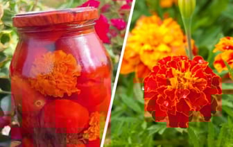 Зачем добавлять бархатцы при мариновании помидоров? Эта закатка на зиму стала хитом в TikTok — Полезно