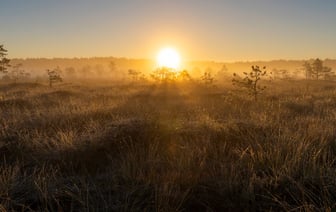 Эстония надеется увидеть шаги по принятию Украины в НАТО